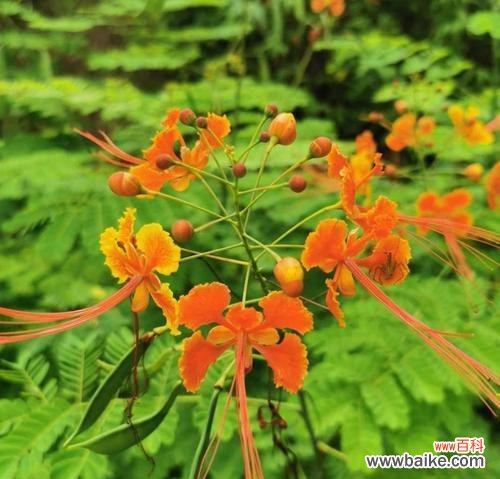 以表示吉祥的花为主角 花开吉祥，祈愿幸福绽放