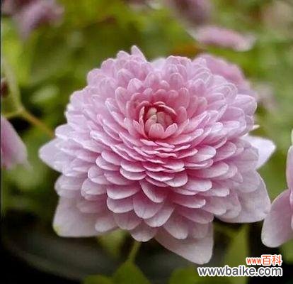 怀念的花语能够唤起心中的回忆和感伤 怀念的花语