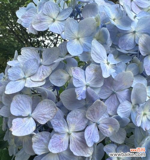 怀念的花语能够唤起心中的回忆和感伤 怀念的花语