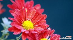 怀念的花语能够唤起心中的回忆和感伤 怀念的花语