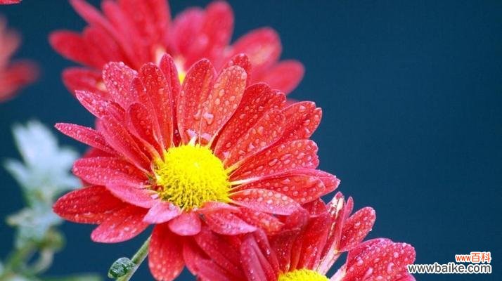 怀念的花语能够唤起心中的回忆和感伤 怀念的花语