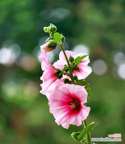 探索敬佩之情在花朵中的表达形式 赏识美丽与力量的花朵——敬佩的花花语