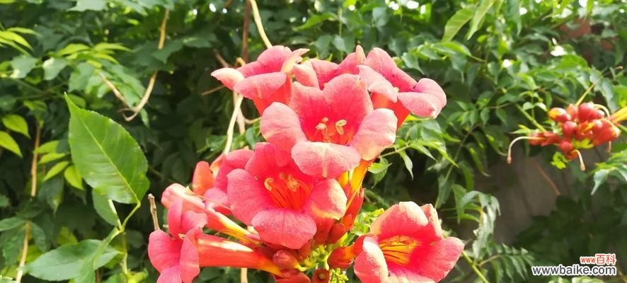 探索敬佩之情在花朵中的表达形式 赏识美丽与力量的花朵——敬佩的花花语