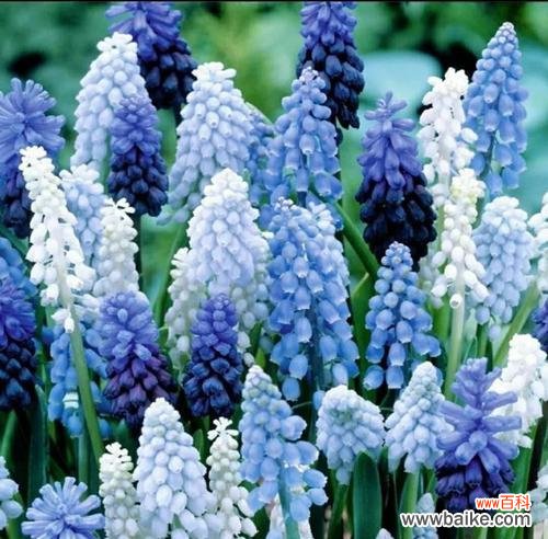 以表示健康的花为主题 健康花语