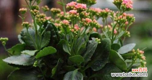 以表示健康的花为主题 健康花语