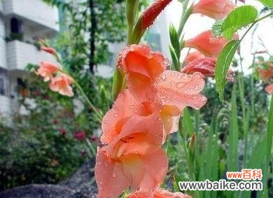 揭示花朵中坚韧品质的秘密 以表示坚韧的花花语是坚韧的花有哪些