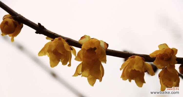 揭示花朵中坚韧品质的秘密 以表示坚韧的花花语是坚韧的花有哪些