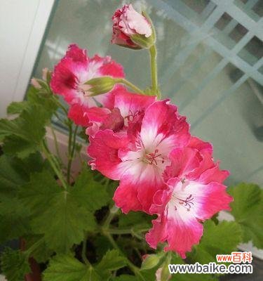 坚韧不拔 坚韧不拔的花