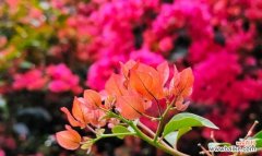 坚韧不拔 坚韧不拔的花