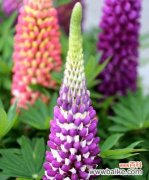 用花语诠释母爱的美好 母爱之花