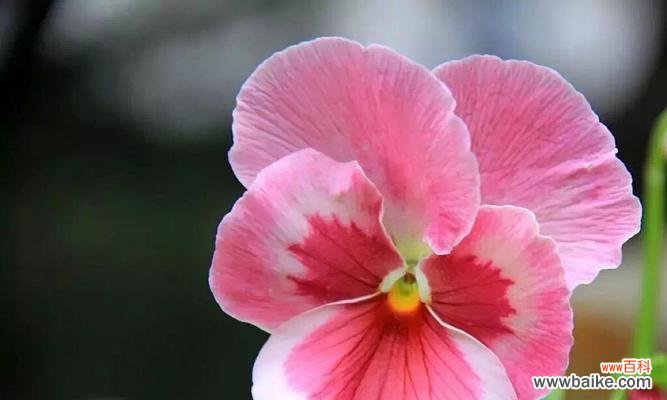 用花语诠释母爱的美好 母爱之花