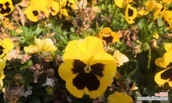 以快乐之花传递幸福的力量 快乐花开，幸福绽放