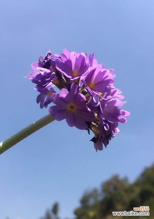 以快乐之花传递幸福的力量 快乐花开，幸福绽放