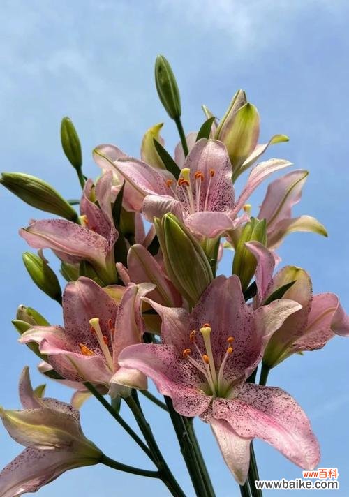 以快乐之花传递幸福的力量 快乐花开，幸福绽放