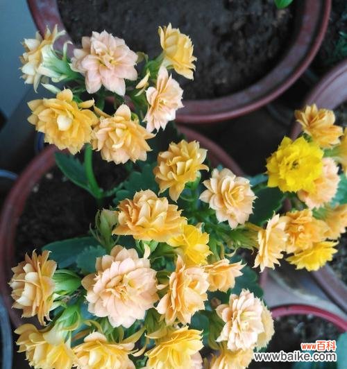 花语中的开心与快乐 开心的花花语