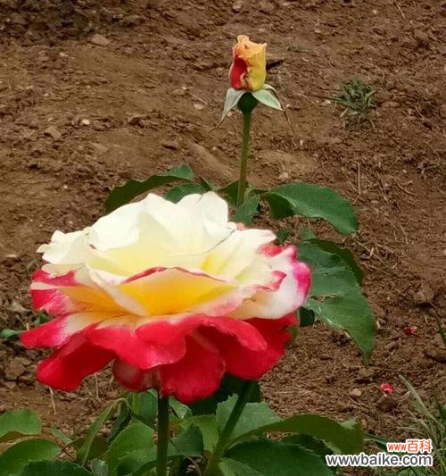 探索花卉的象征意义 向对方请求原谅的花语——用花来表达内心的悔过之情