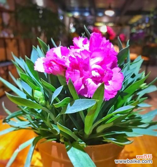 传递爱的花语 亲情的花