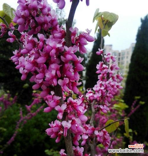 传递爱的花语 亲情的花