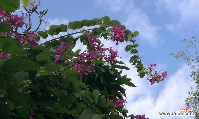 传递爱的花语 亲情的花