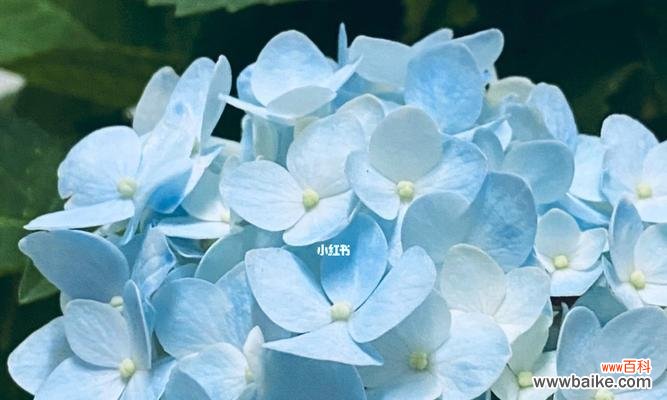 以花语传递陪伴的心意 花语中的陪伴之美