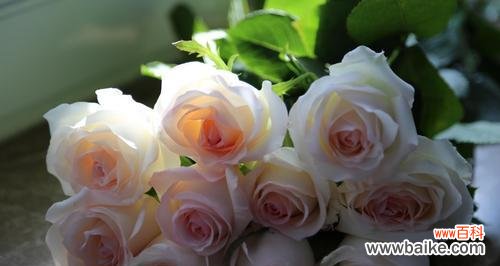 以花语传递陪伴的心意 花语中的陪伴之美