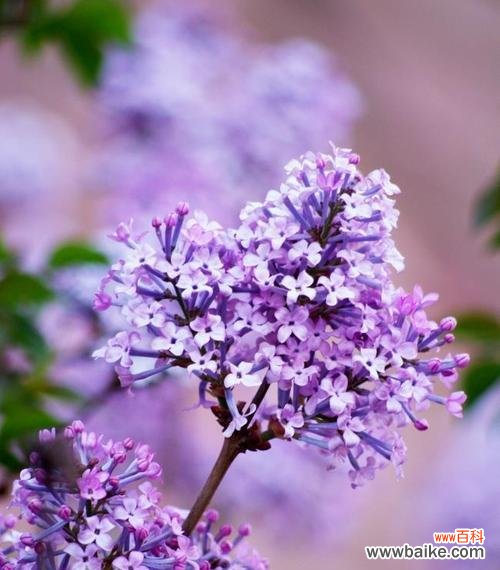 以花语传递陪伴的心意 花语中的陪伴之美