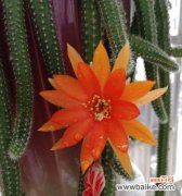 以花语诠释努力的含义 努力的花