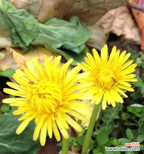 以花语为媒介 绽放生命之美——以花语为代表的生命之花