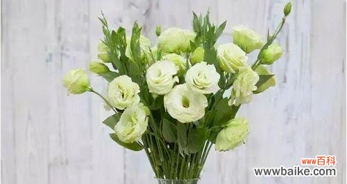 以花语为媒介 绽放生命之美——以花语为代表的生命之花