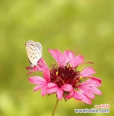 花开花谢 思念的花