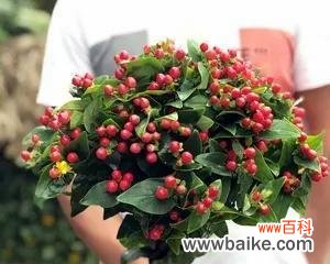 花开花谢 思念的花