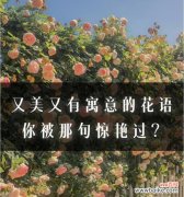 以花为媒 用花语传递时间的美好