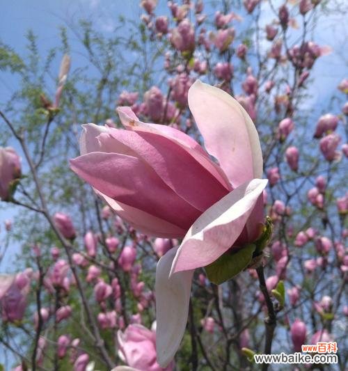 以表示妩媚的花花语代表妩媚的花为主题 妩媚的花语