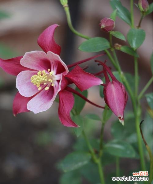 以表示妩媚的花花语代表妩媚的花为主题 妩媚的花语