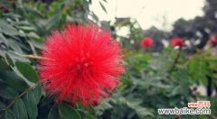 不计得失 无私奉献的花——守望相助，用爱绽放