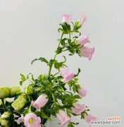 探寻温柔花的花语 温柔花的花语——传递爱与温暖的语言