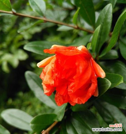 探寻相思之花的花语和传承之秘 相思之花，爱意绵绵