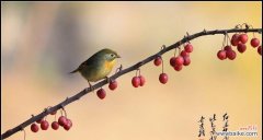 探寻相思之花的花语和传承之秘 相思之花，爱意绵绵
