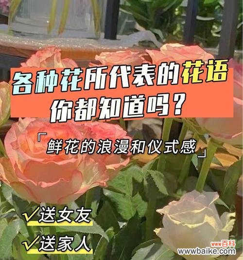 花语表达爱意的艺术之道 花语传情