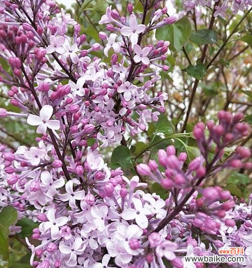 花语表达爱意的艺术之道 花语传情