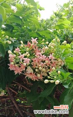 用花语描绘英雄的美丽 花开英雄，花语代表英勇