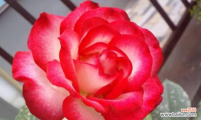 用花语描绘英雄的美丽 花开英雄，花语代表英勇