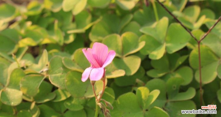 探索花朵背后的幸福符号 花语中的幸运之花
