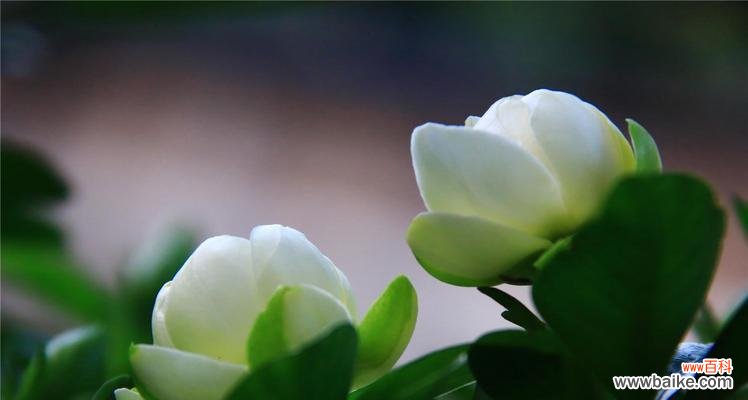 花开花落中传递的幸福信息 幸福之花——花语中的幸福