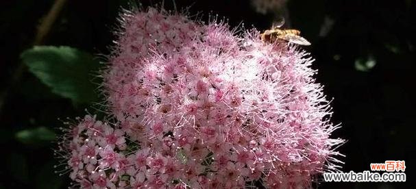 用花言巧语 崭新的生命