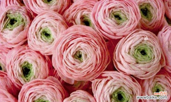 用花言巧语 崭新的生命