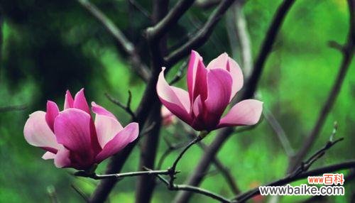 揭开花语背后的心动秘密 花语心动——解读代表心动的花语