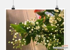 以友情的花为媒介 友情之花