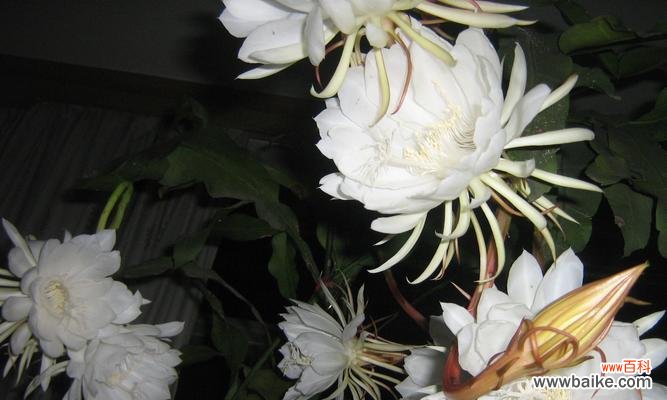 以花语诠释内心的忧伤 忧伤的花