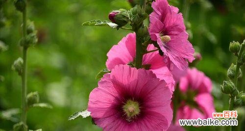 以花语诠释内心的忧伤 忧伤的花